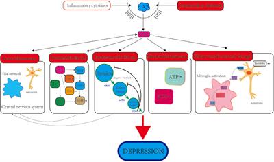 Biology of cyclooxygenase-2: An application in depression therapeutics